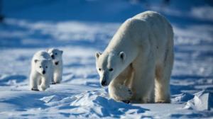 Avara luonto: Villi Kanada: 15.10.2016 18.45