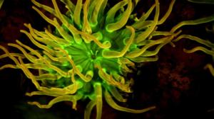 Prisma: Valon olennot: 14.09.2016 19.00