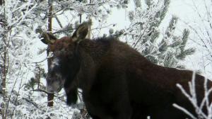 Tarinoita metsästä