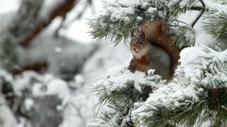 Tarinoita metsästä