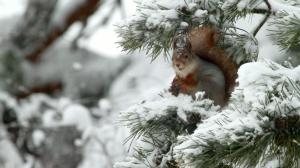 Tarinoita metsästä