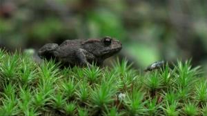 Tarinoita metsästä