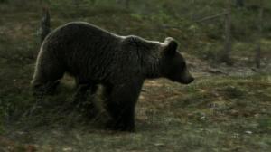 Tarinoita metsästä