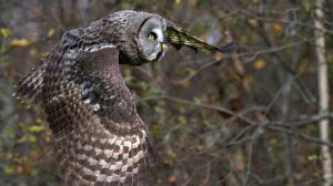 Tarinoita metsästä