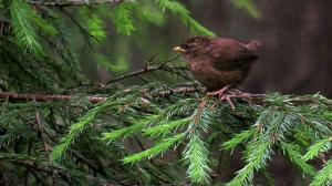 Tarinoita metsästä