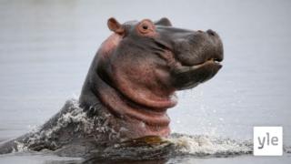 Hippos: Africa's River Giants: 15.03.2021 06.00