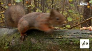 Juhat luonnossa: Orava on Suomen apina: 15.10.2021 10.22