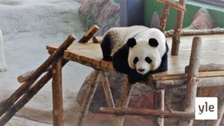 Ähtärin pandoja uhkaa palautus Kiinaan: 08.11.2021 10.32
