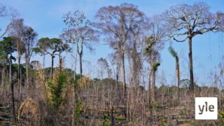 Brasilian metsät katoavat kiihtyvällä vauhdilla: 09.09.2020 11.55