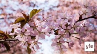 Asukkaiden aloitteesta syntynyt kirsikkapuisto täyttyy puista Lappeenrannasta: 25.09.2020 13.21