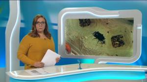 Yle Uutiset Itä-Suomi: Yle Uutiset Itä-Suomi 23-11-2017 Klo 18-22: 23.11.2017 17.41