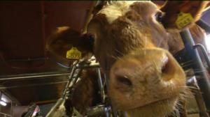 Yle Uutiset Pohjanmaa: Yle Uutiset Pohjanmaa 29-11-2017 Klo 17-06: 29.11.2017 16.50