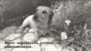 Oi maamme!: Lyhytelokuva eräästä pienestä koirasta: 03.12.2017 15.57