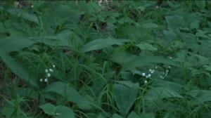 Luonto lähellä: kielon historia: 04.12.2017 08.17