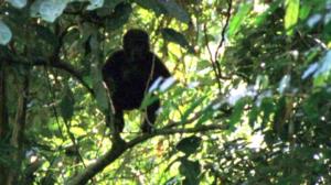 Afrikan luonnon helmiä: 04.12.2017 10.54