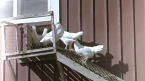 Oi maamme!: Torjuntavoitto: 06.12.2017 12.06