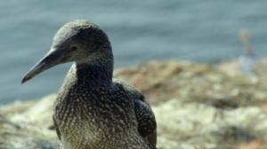 Luontomatkalla: 14.12.2017 09.05