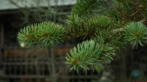 Jumalanpalvelus: 17.12.2017 10.00