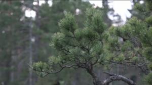 Luonto lähellä: 18.12.2017 08.35