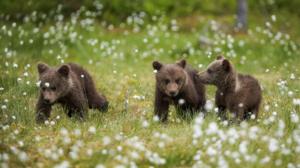 Luontoretkellä: Neljän suuren metsästys: 18.12.2017 13.15
