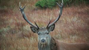 Luontoretkellä: Isokauris näkyvissä: 22.12.2017 14.30