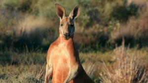 Avara luonto: Australia: 26.12.2017 08.05