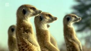 Afrikan luonnon helmiä: 07.01.2018 08.55