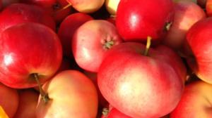 Yle Uutisluokka Triplet: Kotimaista omenaa saa kaupoista entistä useammin myös talvella: 09.01.2018 11.02