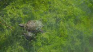 Luonto lähellä: 15.01.2018 09.07