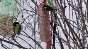 Lintumiehet: 15.01.2018 18.00