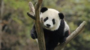 Yle Uutisluokka Triplet: Pandat saapuvat pian Ähtäriin: 16.01.2018 11.19