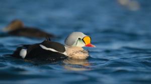 Norjaa ristiin rastiin: 22.01.2018 13.05