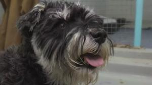 Yle Uutisluokka Triplet: Valvontaeläinlääkäri toivoo, että uusi eläinsuojelulaki helpottaisi eläimen huostaanottoa: 25.01.2018 10.21