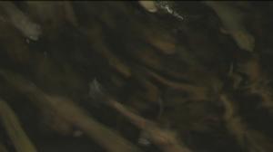 Yle Uutiset Itä-Suomi: Yle Uutiset Itä-Suomi 25-01-2018 Klo 17-06: 25.01.2018 16.43