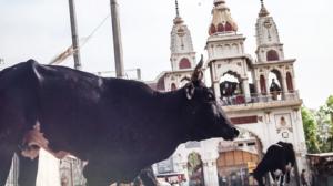 Kohteessa: Varanasi (12): 26.01.2018 10.00