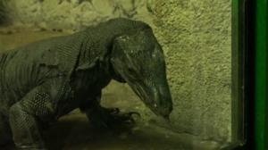 Luonto lähellä: 29.01.2018 08.59