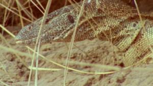 Afrikan luonnon helmiä: 03.02.2018 13.59