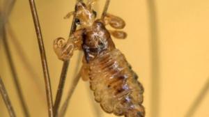 Yle Uutisluokka Triplet: Ihminen on mahtava buffet-pöytä loisille: 05.02.2018 09.36