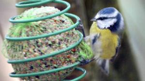 Luontoretkellä: Lintujen talviruokinta: 08.02.2018 12.30