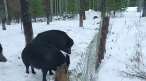 Luonto lähellä: villisiat Suomessa: 12.02.2018 08.46