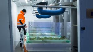 Yle Uutisluokka Triplet: Tutkijoiden rakentamaan olosuhdekammioon tulee kevät joka viikko: 12.02.2018 10.28