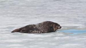 Yle Uutisluokka Triplet: Saimaalla syntymässä jopa 90 kuuttia: 13.02.2018 09.58