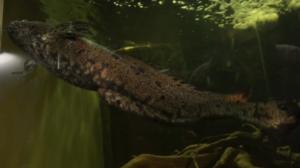 Luonto lähellä: talvehtivat kalat: 19.02.2018 08.26