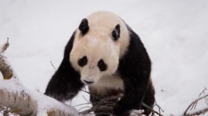 Yle Uutisluokka Triplet: Ähtärin pandat tekivät kuperkeikkoja lumessa: 19.02.2018 09.40