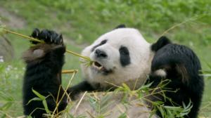 Luontohetki: Attenborough'n erikoiset: 25.02.2018 06.00