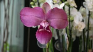 Luonto lähellä: 26.02.2018 08.26