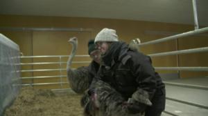 Efter Nio: Sonja & Mårten på strutsfarm: 26.02.2018 21.00