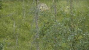 Yle Uutiset Pohjanmaa: Yle Uutiset Pohjanmaa 26-02-2018 Klo 17-06: 27.02.2018 02.39