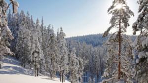 Rokuan palkittu puisto: 02.03.2018 17.47