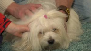 BUU-Jontti: Klara Maria och hunden Frida!: 08.03.2018 13.02